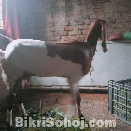 বড় জাতের পান্নাইয়া ছাগল